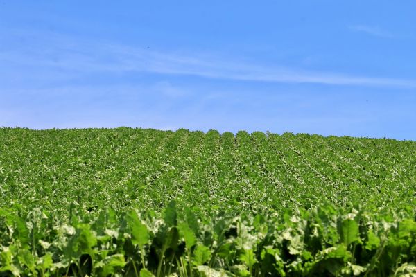 French Sugar Beet Growers See Brexit Risk As Market Recovers