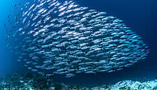 Lidl Ireland Commits To 100% Sustainable Fish By End Of 2019