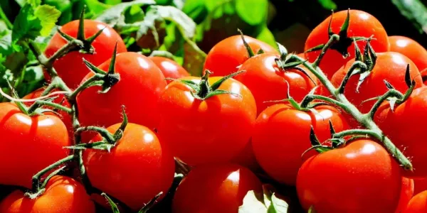 Britain Faces Tomato Shortage As Imports Hit