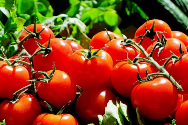 Britain Faces Tomato Shortage As Imports Hit