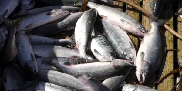 EU Readies To Drop 'Maximalist' Fish Demands In UK Talks: Sources