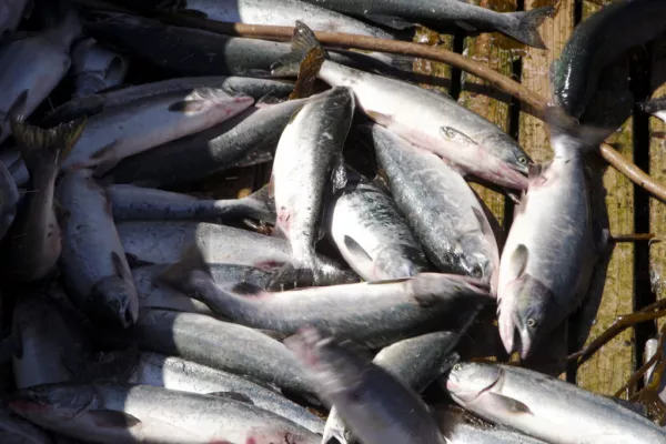 EU Readies To Drop 'Maximalist' Fish Demands In UK Talks: Sources