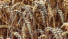 Russian Export Prices For Wheat Rise Ahead Of Export Tax