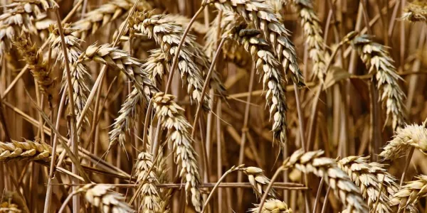Wheat Rises As Dry Weather In Key Exporters Triggers Supply Concerns