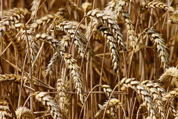 Wheat Near 18-Month High Due To Global Supply Concerns