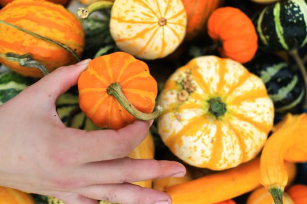 Tesco Ireland Introduces Multi-Coloured Pumpkins Range