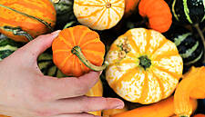 Tesco Ireland Introduces Multi-Coloured Pumpkins Range