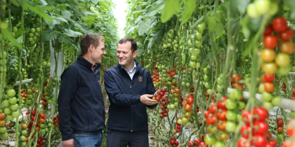 Flynn’s Tomatoes Renews Contract With Aldi In €14m Deal