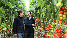 Flynn’s Tomatoes Renews Contract With Aldi In €14m Deal