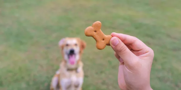 Pet Snack Maker Rondo Foods To Close Arklow Site With 150 Jobs Loss