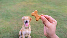 Pet Food Shortages Leave Owners On The Hunt For Kibble And Cat Treats