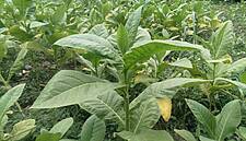 Lucky Strike Cigarettes Maker Working On COVID-19 Vaccine Using Tobacco Leaves