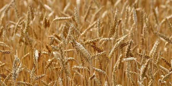 Ukraine Ships First Batch Of Wheat Under UN Deal