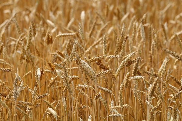 Wheat Up For Third Day On Russia Crop Worries
