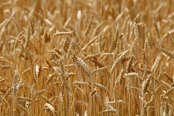 Weather Boost Keeps EU, UK On Course For Bigger Wheat Harvest