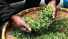 Indian Tea Prices Jump To Record As Floods, COVID-19 Slash Output