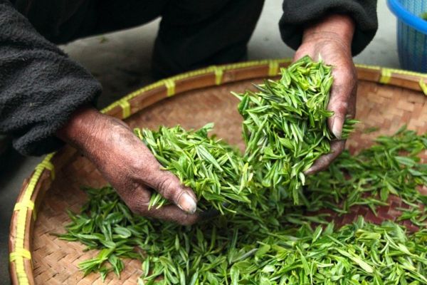 Indian Tea Prices Jump To Record As Floods, COVID-19 Slash Output