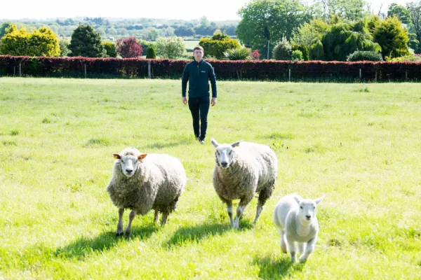 SuperValu Sales Of Irish Lamb Set to Reach €16.5m In 2020