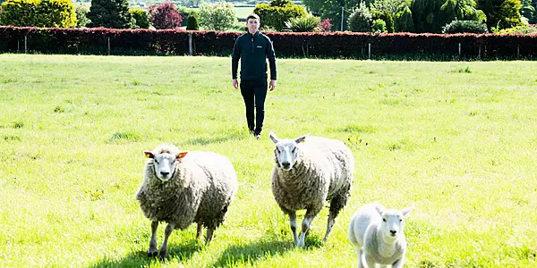 SuperValu Sales Of Irish Lamb Set to Reach €16.5m In 2020