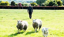 SuperValu Sales Of Irish Lamb Set to Reach €16.5m In 2020
