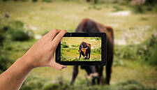 Teagasc Announces Details Of ‘Virtual Beef Week’