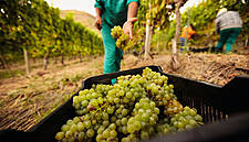 Hail, High Water And Lockdown: Europe's Fruit Growers Prepare For Tough Harvest