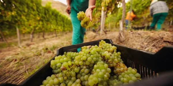 Hail, High Water And Lockdown: Europe's Fruit Growers Prepare For Tough Harvest