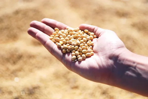 Soybeans End Month Up On Crop Stress; Wheat Dips On Global Supply