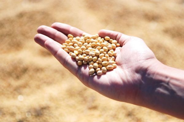 Soybeans Fall In Correction After Two-Month High On Strong Demand