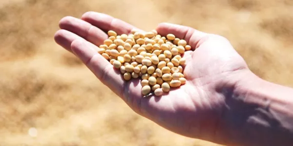 Soybeans Hit Six-Year High On South American Supply Worry