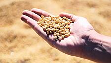 Brazil Suspending Tariffs On Corn And Soy Until 2021