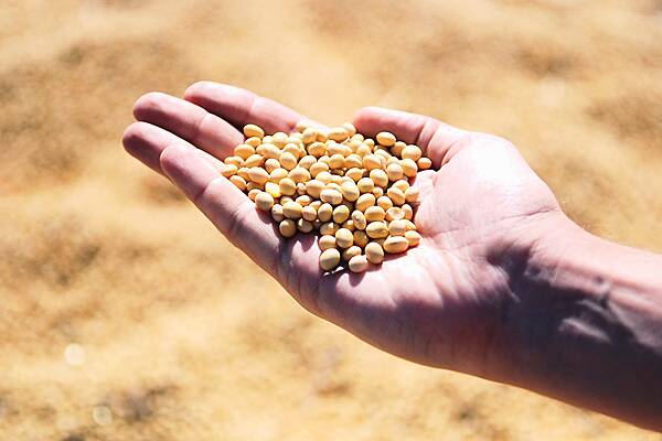 Soybeans, Corn, Wheat End Firmer On Bargain Buying