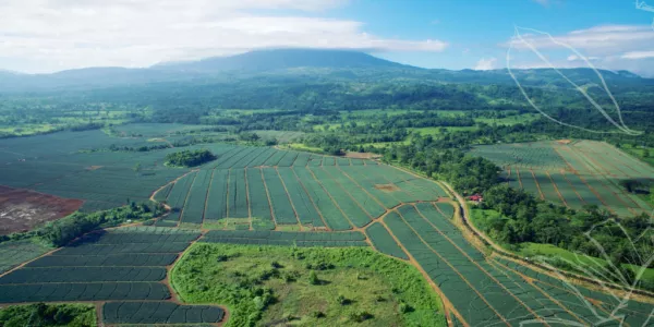 Irish Fruit Firm Keelings Acquires Pineapple Farm In Costa Rica