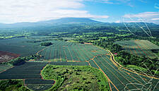 Irish Fruit Firm Keelings Acquires Pineapple Farm In Costa Rica