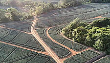 Fyffes Pineapple Farm Receives Rainforest Alliance Certification In Sustainable Agriculture