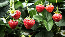 Keelings Announces The Arrival Of Its First Irish Strawberry Harvest Of 2020