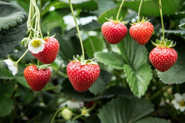 Keelings Announces The Arrival Of Its First Irish Strawberry Harvest Of 2020