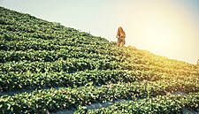 Fresh Produce In Europe Set To Be More Scarce As Coronavirus Strikes