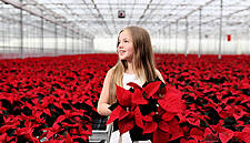SuperValu To Sell 135,000 Irish Poinsettias In Runup To Christmas