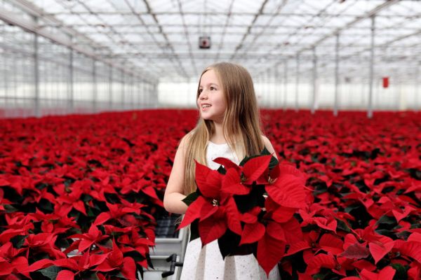 SuperValu To Sell 135,000 Irish Poinsettias In Runup To Christmas