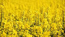 Rapeseed Rush Sends Prices Soaring As Chinese Demand Swells