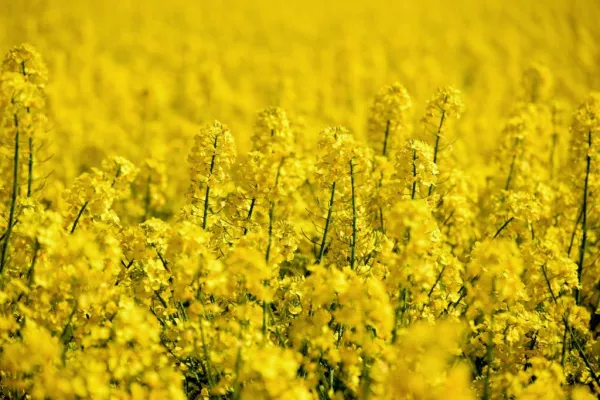 Indian Farmers Hold Back Record Rapeseed Crop, Limiting Oil Supplies