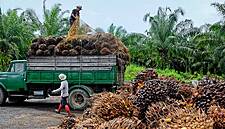 Nestlé Launches Video Platform To Raise Issues Within Palm Oil Supply Chain
