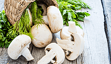 New Report Reveals Five Ways Mushrooms Will Play Role In Protecting Our Immunity In 2026