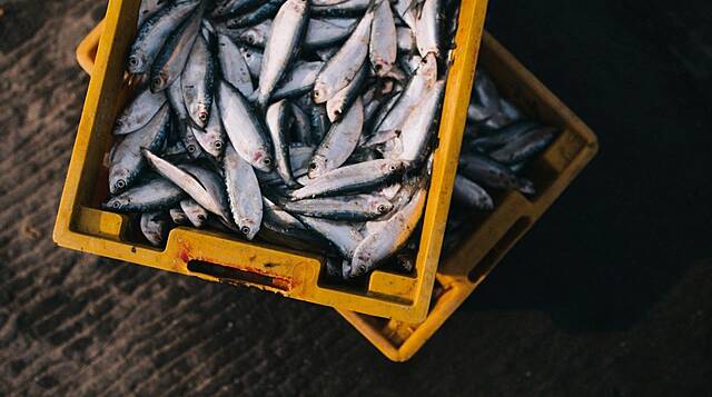 French Block British Boat Off St Malo Amid Fishing Licences Row