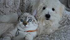 Britain's Cats And Dogs Face Pet-Food Pouch Shortage
