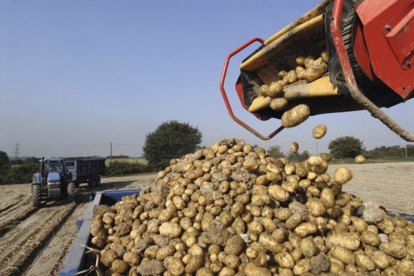 Irish Retail Demand And Consumption Of Potatoes Remains High
