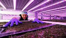 SuperValu Launches Ireland's First Hydroponically Grown Microgreen Mixes