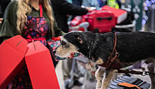 Avoca Teams Up With Dublin Airport To Welcome Home Passengers This Christmas