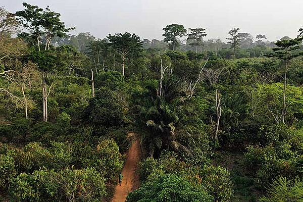 Popular Brands Investigate Palm Oil Sourcing Following Deforestation Report